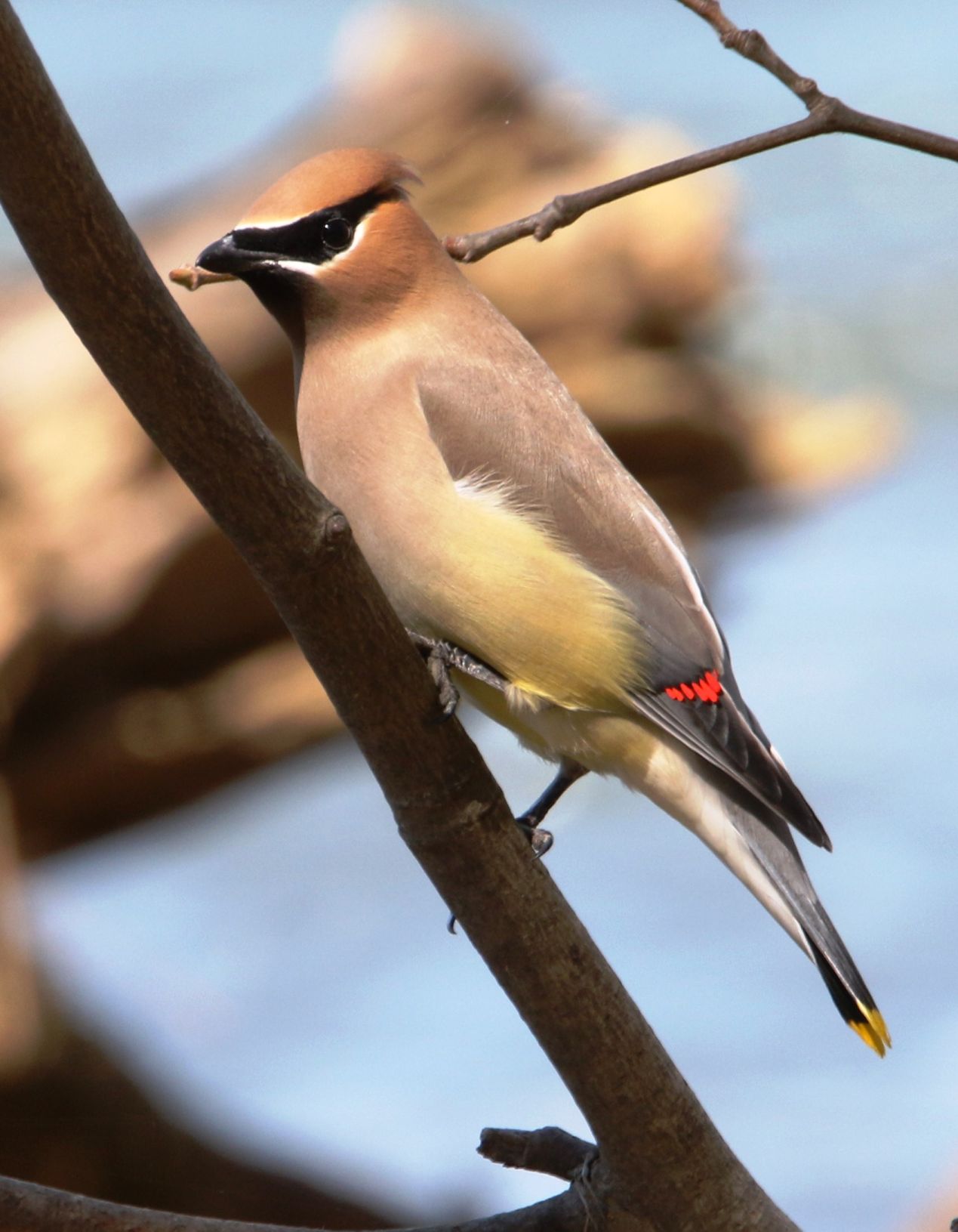 Backyard Frank Baker Waxwing.jpg (copy)